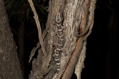 Oedura cincta