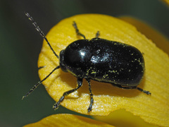 Cryptocephalus violaceus