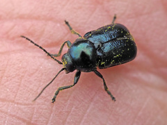 Cryptocephalus violaceus