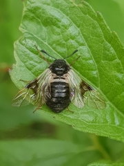 Abia fasciata