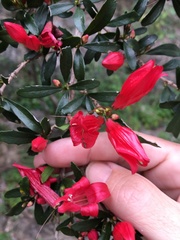 Graptophyllum excelsum