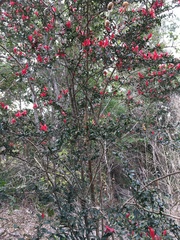 Graptophyllum excelsum