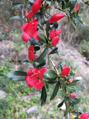 Graptophyllum excelsum