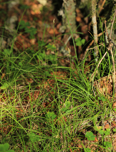 Carex iljinii