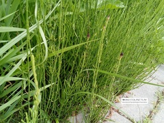 Equisetum palustre