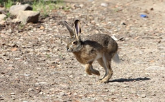 Lepus corsicanus