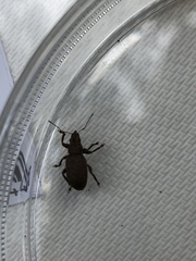 Brachyderes incanus