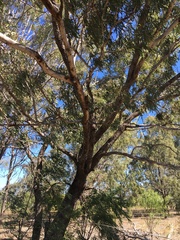 Eucalyptus coolabah