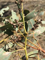 Eucalyptus coolabah