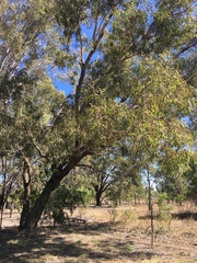 Eucalyptus coolabah