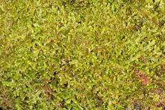 Frullania falciloba