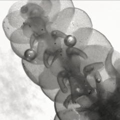 Frullania falciloba