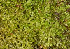 Frullania falciloba