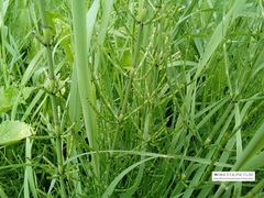 Equisetum palustre