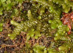 Frullania falciloba