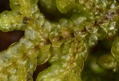 Frullania falciloba