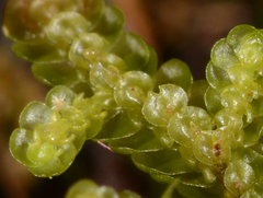 Frullania falciloba
