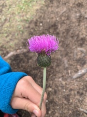 Cirsium heterophyllum