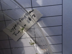 Brassicogethes aeneus