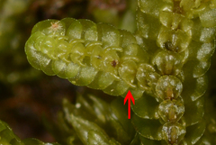 Frullania falciloba