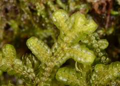 Frullania falciloba