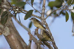 Microeca flavigaster