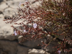 Limonium hermaeum