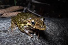 Triprion spatulatus