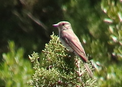 Muscicapa striata tyrrhenica
