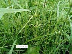 Equisetum palustre