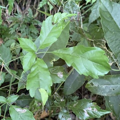 Vitex quinata