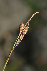 Carex rigidioides