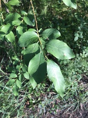 Salix taraikensis