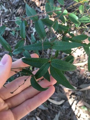 Platylobium parviflorum