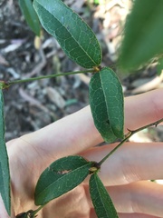 Platylobium parviflorum
