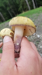 Russula violeipes