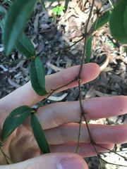 Platylobium parviflorum