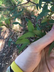 Platylobium parviflorum