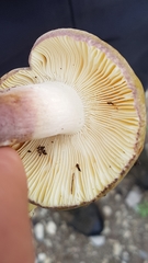 Russula violeipes