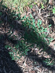 Platylobium parviflorum