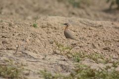 Cursorius coromandelicus