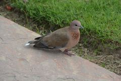 Streptopelia senegalensis