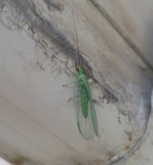 Chrysopa coloradensis