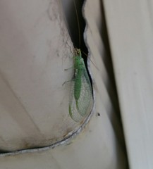 Chrysopa coloradensis