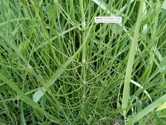 Equisetum palustre