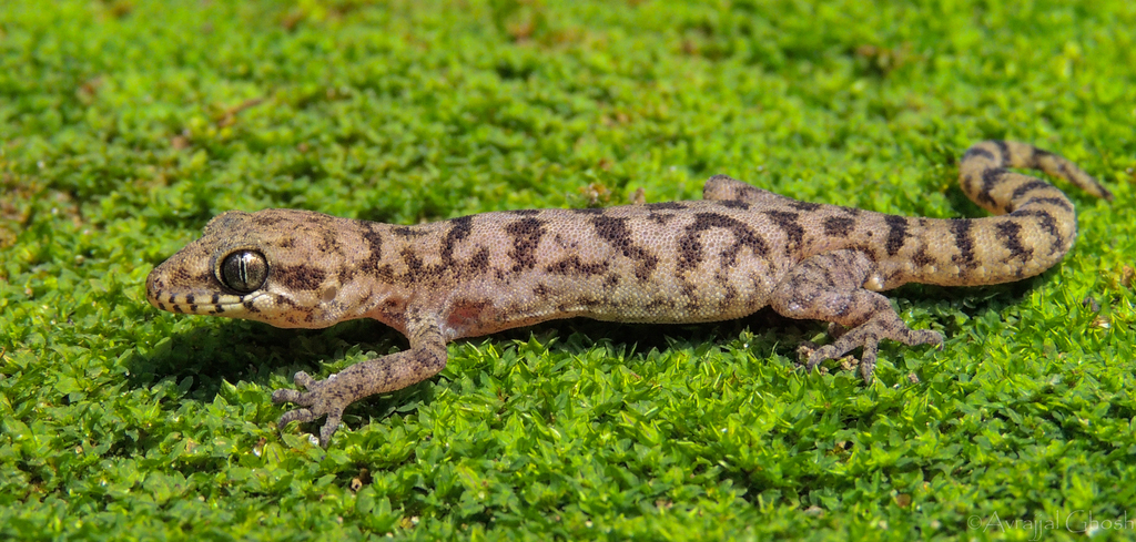 Lawder's Bent-Toed Gecko