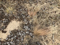 Corynephorus canescens