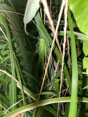 Parvarhynchus japonicus