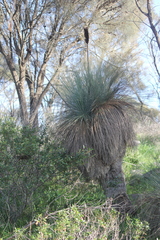 Xanthorrhoea quadrangulata
