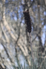Xanthorrhoea quadrangulata